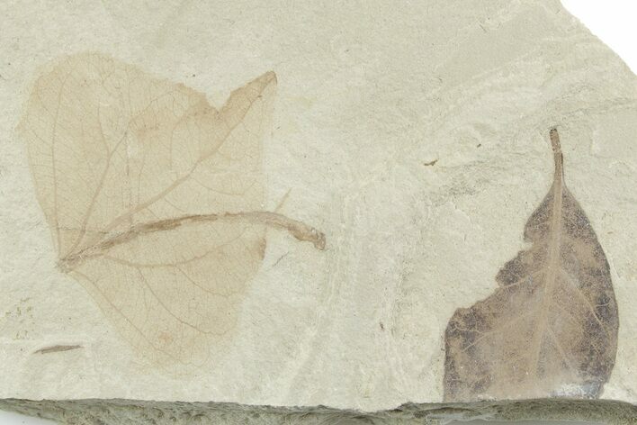Eocene Fossil Leaf (Populus & Persea) Plate - Utah #356143